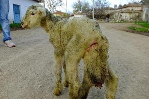 Balıkesir de 6 Bacaklı Kuzu Doğdu