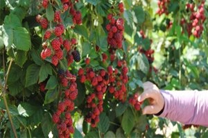 MAGİAD Manavgat ın Nitelikli Tarım Ürünlerini Dünyaya Taşıyacak