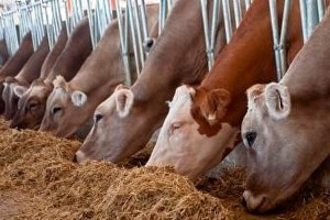 Malatya da Yetiştiriciye Destek Verilecek