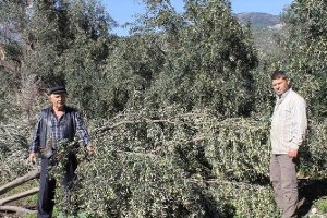 Söke de Hortum Dehşeti