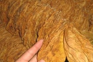 Türkiye de Tütün Üretimi En Çok Manisa da Yapılıyor