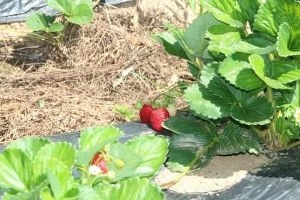 Pazaryeri nde Malçlı Çilek Projesi Değerlendirme Toplantısı