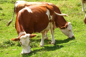 Tigem AB den 2 Bin Baş Simmental Irkı Gebe Düve İthal Edecek