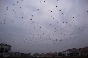 Kargalar Çiftçilerin Korkulu Rüyası Oldu