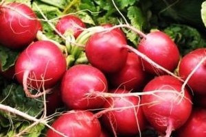 Osmaniye de Turp Hasadına Başlandı