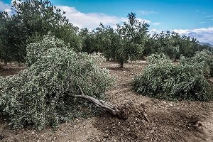 CHP den Zeytin Ağaçları İçin Kanun Teklifi