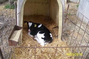 Buzağıların Konforu Artacak