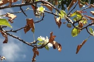 Elma Üreticisi 290 Çiftçiye 3 Milyon 712 Bin Lira Tazminat Ödendi