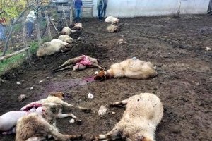 Antalya da Ağıla Giren Kurtlar 13 Koyunu Telef Etti