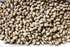 Burhaniye de Zeytin Çekirdeği Kalorifer Yakıtı Oldu