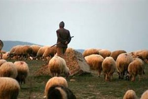 Hayvan Başına Alınan Koruma Parası Çobanları İşsiz Duruma Getirdi
