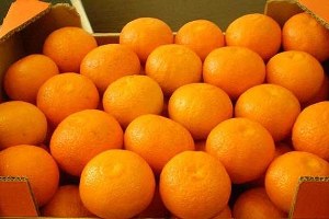 Narenciye Çekirdekleri Endüstriyel Ürünlere Dönüşecek