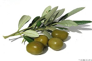 Osmaniye Zeytin Şehri Olma Yolunda İlerliyor