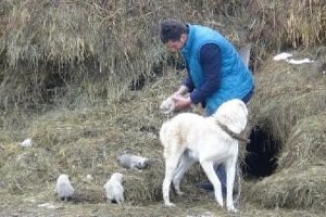 Ot Yığınının İçine Kışın Üşümemeleri İçin Yuva Yaptı