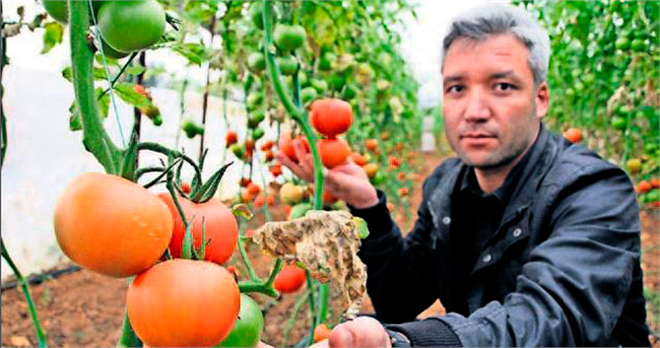 Bu domateslerde ilaç kullanılmadı