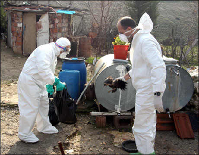 Kuş Gribi Tekrar Almanya nın Gündeminde