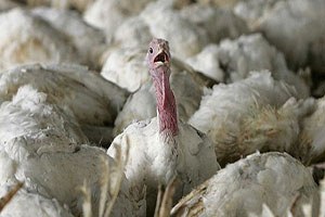 Almanya Hollanda ve İngiltere de Kuş Gribi Görülmesi