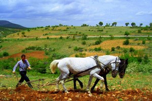 Bu Köyde Atlar Traktörlerden Daha Değerli