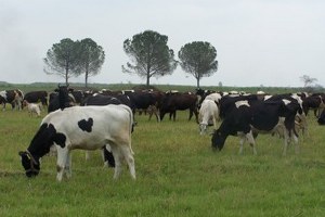 Aksaray da Tarım ve Hayvancılık İçin 5 Yıllık Strateji Planı Hazırlandı