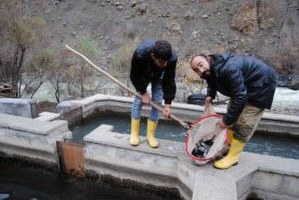 Hakkari de Alabalığa Rağbet Arttı