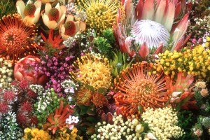 Türkiye nin Biyolojik Çeşitlilik Envanteri Çıkartılıyor