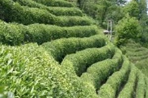 Çay Bitkisinin Çalısından Biyoyakıt Üretildi