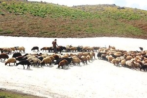 Mersin de Çoban ve Koyunların Karla İmtihanı