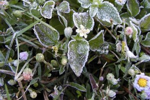 Meteorolojiden Zirai Don Uyarısı