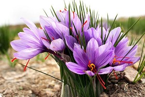 Yozgatlı Çiftçiden Paris e Safran Satışı