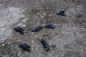 Elmadağ da Dereden Su İçen Hayvanlar Zehirlenerek Telef Oldu