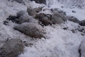 Kurtlar Koyun Sürüsüne Saldırdı