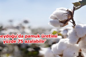 Güneydoğu da pamuk üretimi yüzde 75 azalabilir