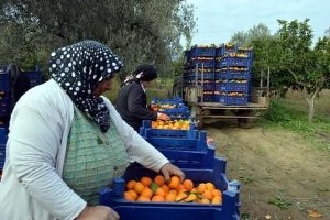 Mandalina Üreticisi Fiyatlardan Memnun Değil