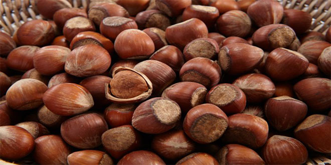 FINDIK TÜRKİYE YE MİLYON DOLARLAR KAZANDI