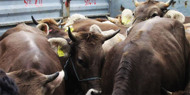 Kayıp 15 Büyükbaş Hayvanı Jandarma Buldu