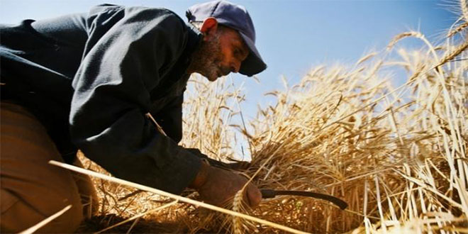 Kırıkkale de Çiftçilere Fark Ödemesi Müjdesi