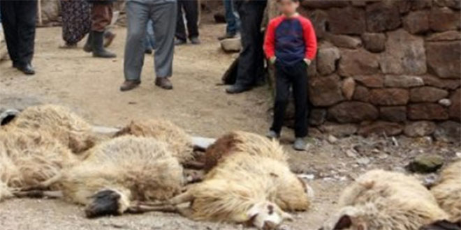 Ahıra Giren Köpekler 7 Koyunu Telef Etti