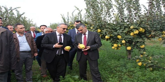 Manisa da Ayva Hasadı Başladı