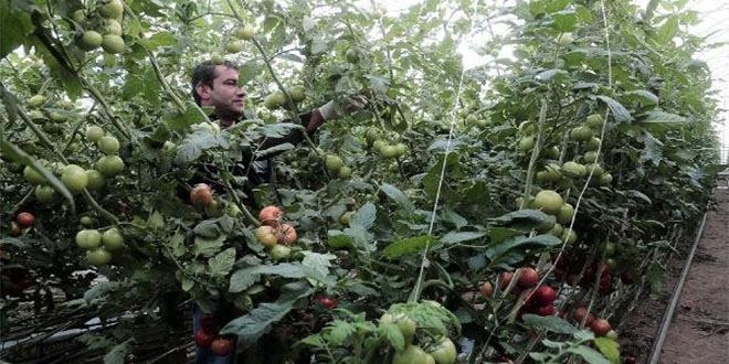 Yozgat ta Topraksız Tarım Uygulaması