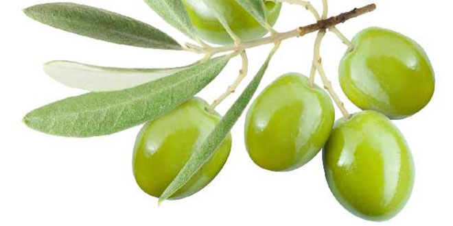 Zeytin Festivalinde Ayaklı Billboard Larla Tanıtım