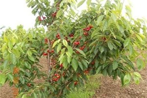 Çeribaşı Kirazı Enez in Vazgeçilmez Ürünü Olmaya Başladı