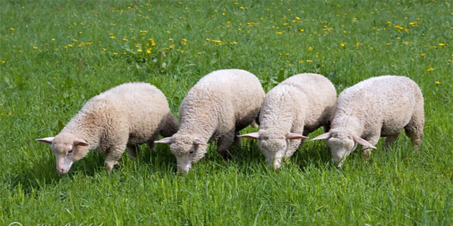 Çine nin Karya Irkı Koyunu Tescillendi