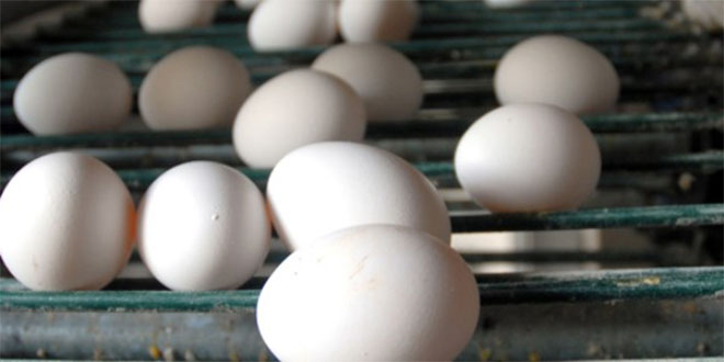 Kayseri de toptan yumurta fiyatları arttı