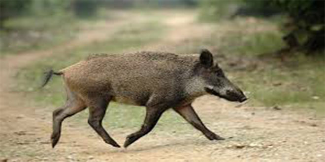 Kayseri de Yaban Domuzları Çiftçiye Zarar Veriyor