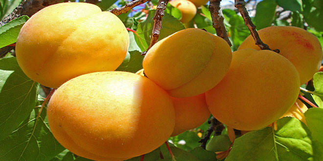 Kayısı da Sonbahar Mücadele Dönemi İhmal Edilmemeli