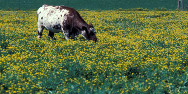 Müracaatlar 15 Kasım da Son Bulacak