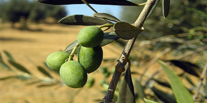 Kızıltepe de Yeşil Zeytin Sezonu Başladı