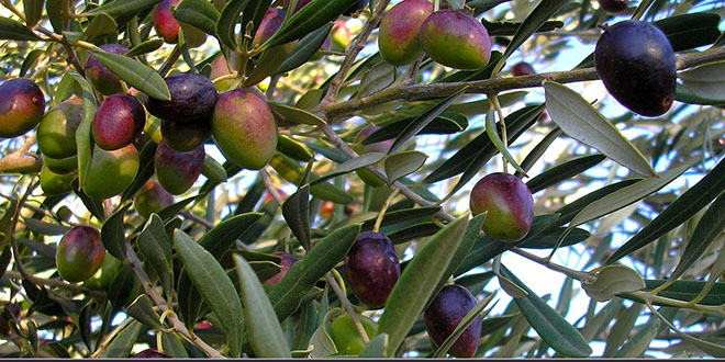 Zeytin Üreticisinin Prim Beklentisi