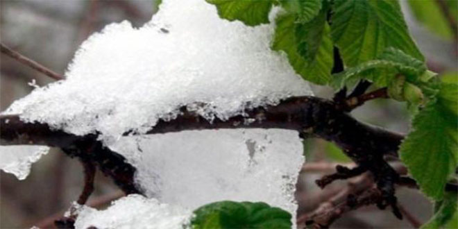 Fındık Üreticisinin Yüzü Tarsim le Güldü