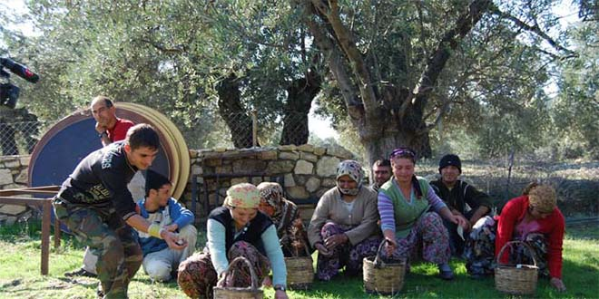 Burhaniye de Zeytin İşçilerinin Yevmiyeleri Belirlendi